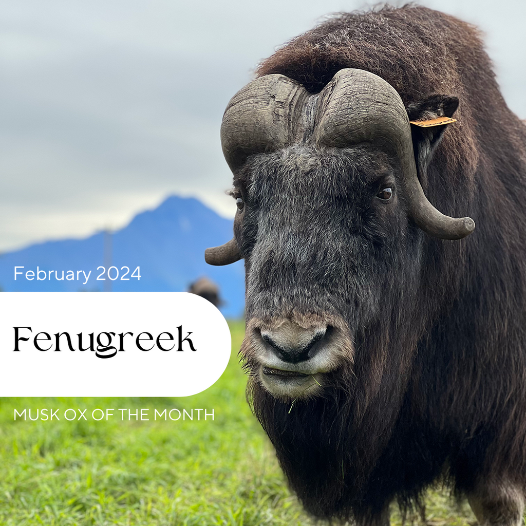 Fenugreek: February Musk Ox of the Month